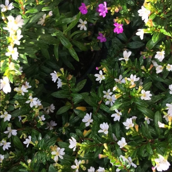 Meet the Posher! - Picture 4 of 5